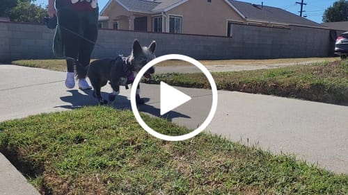 Customer video review of WagWellies® Mojave