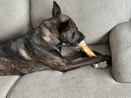 Customer photo review of Ostrich Hip Bone (12" x 5"x 3”): The Durable, Flavor-Packed Chew for Medium & Large Dogs