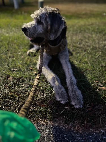 Customer photo review of Classic Heavy-Duty Tactical No-Pull Team K9™ Dog Harness With Front & Back D-Rings, Quick-Release Metal-Buckles, Hook & Loop Panels, & Top Handle