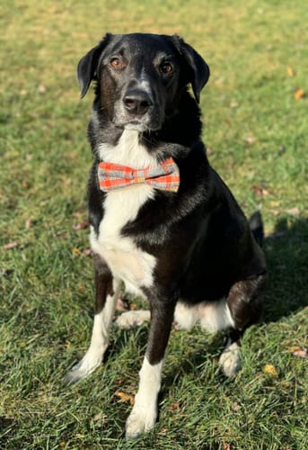 Rebecca H. review of Fall Flannel Bow Tie for Dog and Cat Collar image 1 out of 1