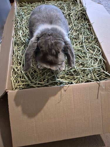 Customer photo review of Timothy Hay Box 'Blend'