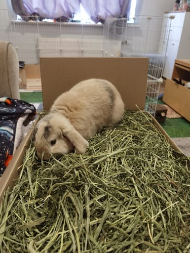 Customer photo review of Timothy Hay Box 'Blend'