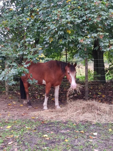 Customer photo review of Kristallkraft Move