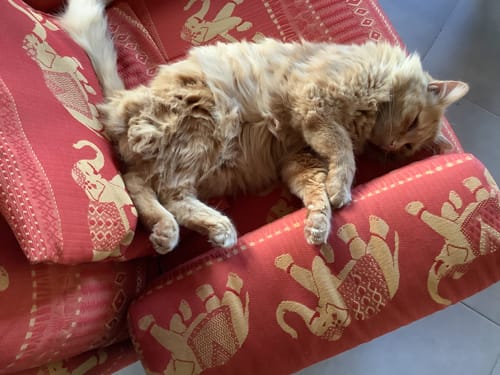 Avis photo d'un client sur Pâtée Chat Stérilisé Sans Céréales - Saumon