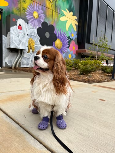 Customer photo review of WagWellie® Mojave Single