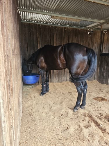 Customer photo review of GNF - Gut Nutrition Formula