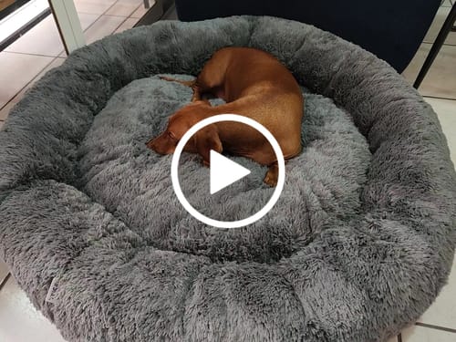 Reseña con vídeo de un cliente sobre Cama Antiestrés Para Perros