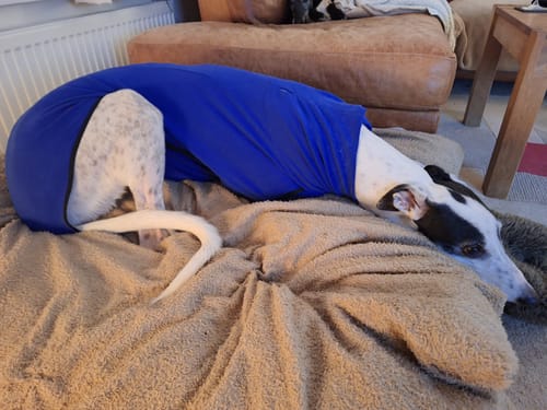 Customer photo review of Fleece Sighthound Base-Layer Coat with Underbelly and Snood