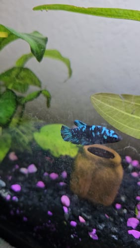 Customer photo review of Mix Avarta Black Blue Galaxy, Black Green Galaxy Female Betta Fish
