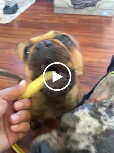 Customer video review of MIX FLAVORED CHEWS ( A PACK OF 6 STICKS )