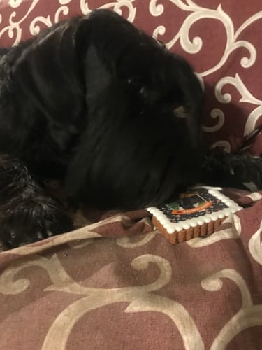 Customer photo review of Torta per Cani Fotogenica 2 : Festeggia con il Tuo amico a 4 zampe