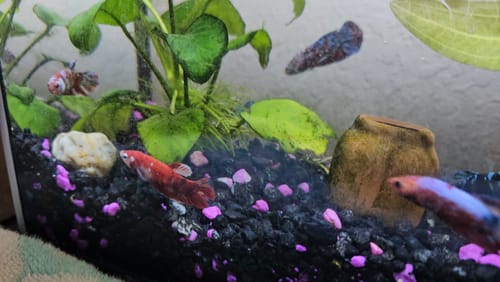 Customer photo review of Koi Red Gold Female Betta Fish (Exotic Betta)