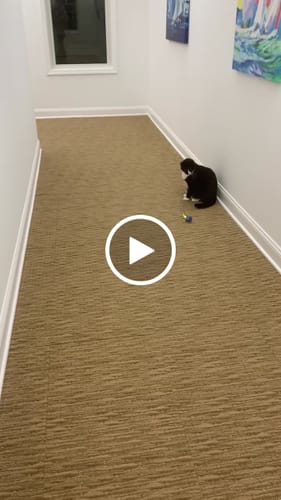 Bridget F. review of SPEEDY TAIL 2.0 image 1 out of 1