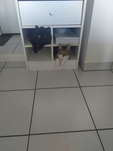 Avis photo d'un client sur Croquettes Chat Stérilisé Sans Céréales - Poulet