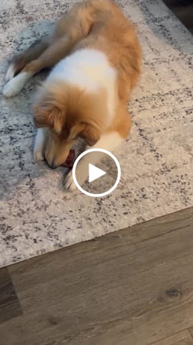 Customer video review of 4 Pack of Treats