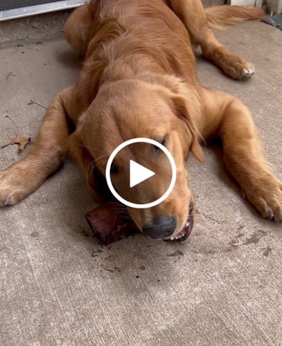 Customer video review of Smoked Beef Marrow Bone
