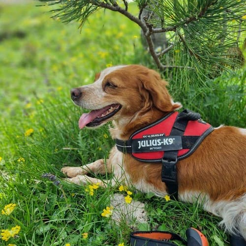 Customer photo review of Abbonamento Crocchette per cani di piccola taglia Agnello Australiano