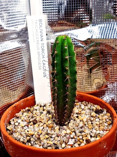 Customer photo review of Trichocereus Bridgesii | Bolivian Torch Cactus