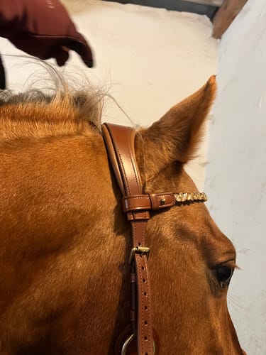 Customer photo review of Bella Starwheel hackamore cognac