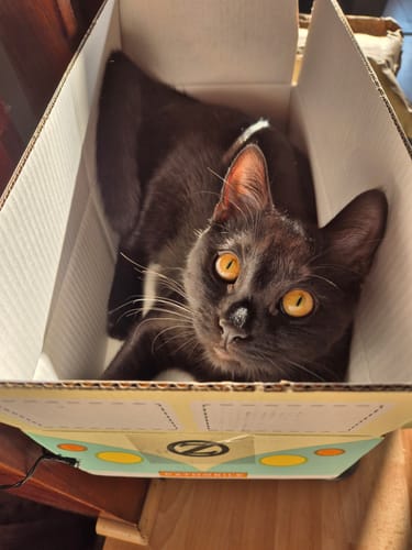 Avis photo d'un client sur Pâtée de Noël Chat Sans Céréales - Dinde