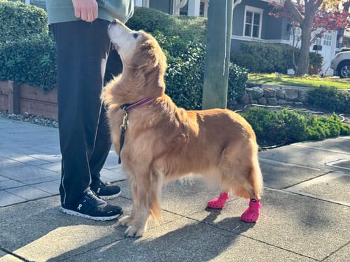 Customer photo review of WagWellies® Mojave