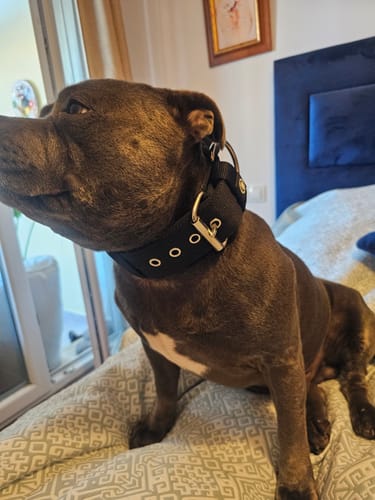 Svetlana B. review of 5cm Pin Buckle Collar | With Handle - Black image 1 out of 3