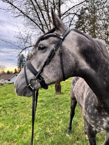 Customer photo review of Python Shimmer Snaffle