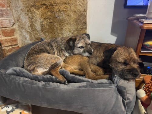 Customer photo review of Dark Grey Cuddle Soft & Dark Grey Velvet Luxury Nest (2 week pre order)