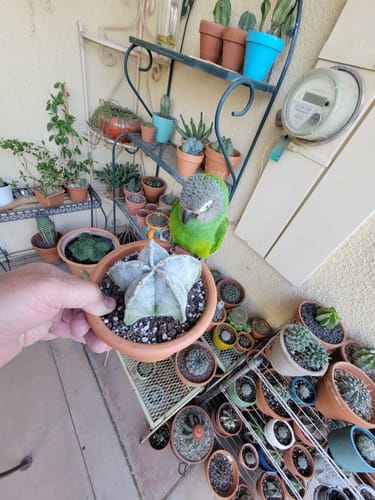 Customer photo review of Astrophytum myriostigma | Bishop's Cap Cactus