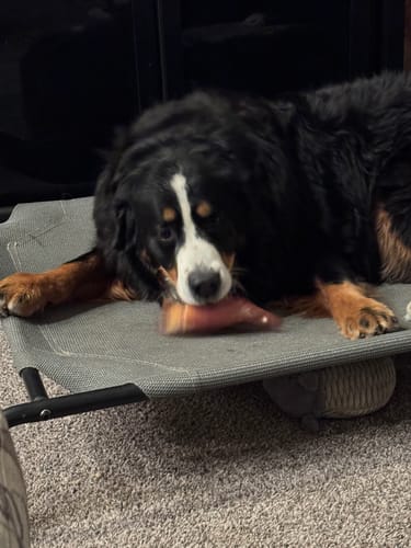 Customer photo review of Pig Ears