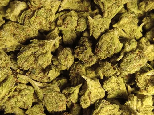 Customer photo review of Bulk THCA Smalls