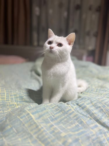 Customer photo review of Plus+b for Cats 50ml (Kediler İçin Tüy Dökülmesi Engelleyici Biotin Tüy Sağlığı Damlası)