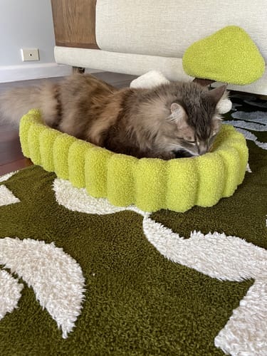 Customer photo review of Multifunctional Cat Scratcher Bed