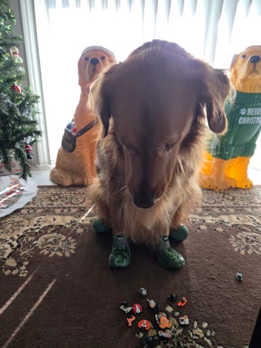 Customer photo review of Special Edition WagWellies® Mojave