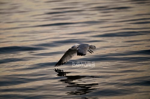 Customer photo review of Master Collection Capture One & LUT Presets Bundle Winter