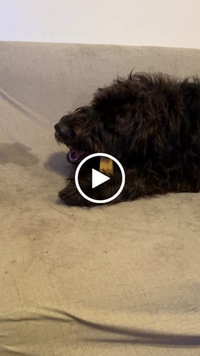 Customer video review of BLUEBERRY YAK CHEWS