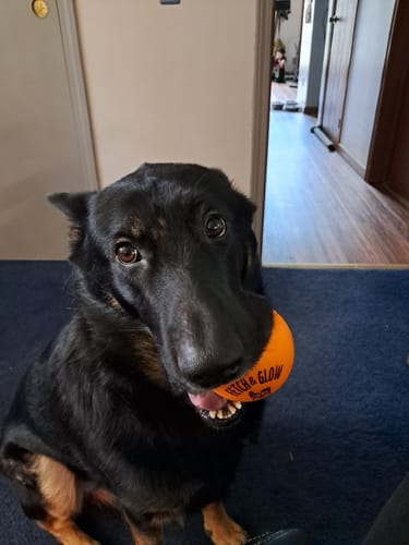 Customer photo review of Fetch & Glow Balls