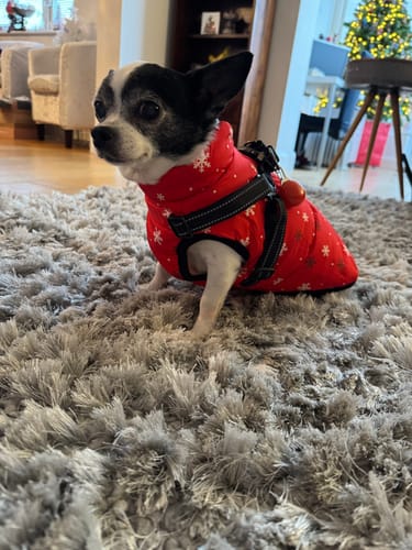 Customer photo review of Snowflake Quilted Waterproof Dog Coat with Built in Harness
