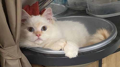 Avis photo d'un client sur Probiotiques Chat - Flore Digestive