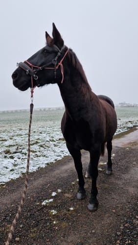 Customer photo review of Kristallkraft No1