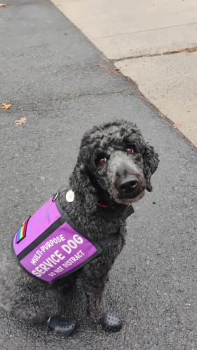 Customer photo review of WagWellies® Mojave