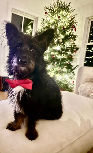 Customer photo review of Red Bow Tie for Dog and Cat Collar