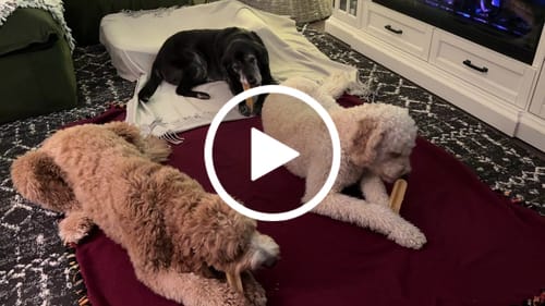Customer video review of TRADITIONAL HIMALAYAN YAK CHEWS | ALL SIZES