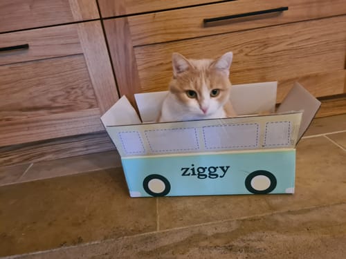 Avis photo d'un client sur Croquettes Chat Stérilisé Sans Céréales - Poulet