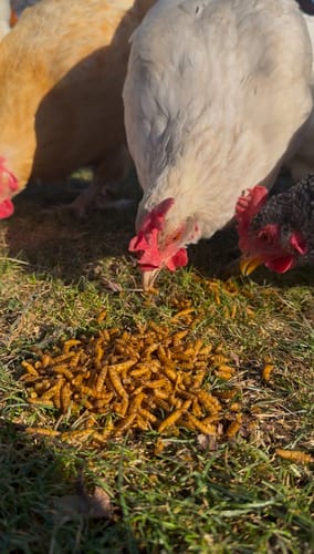Customer photo review of Supreme Grubs - Black Soldier Fly Larvae