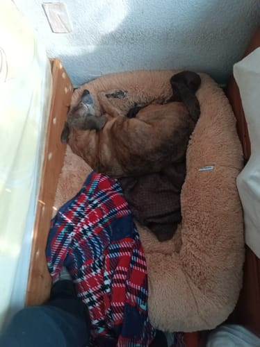 Reseña con foto de un cliente sobre Cama Antiestrés Para Perros