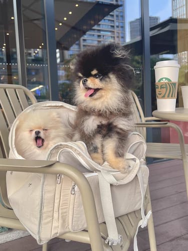 Customer photo review of SoftNest Lightweight Labor-Saving 2-in-1 Pet Backpack & Hand Carrier