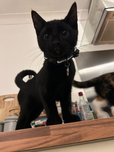 Customer photo review of Essentials Collar – Emerald