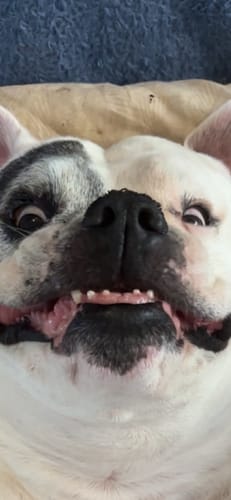 Customer photo review of Nose & Paw Balm 100g