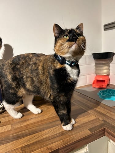 Customer photo review of Essentials Collar – Teal